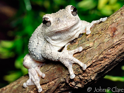 Frog Forum - Gray Tree Frog Care and Breeding