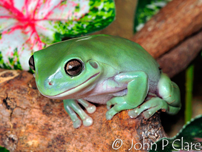 White's Tree Frog Care