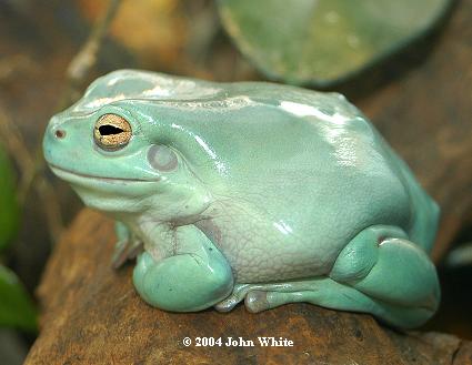 [http://www.frogforum.net/careinfo/Litoria_caerulea/whites2.jpg]