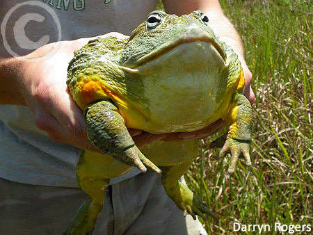 Bullfrog african 10 Insane