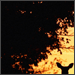 Bush Frog's Avatar