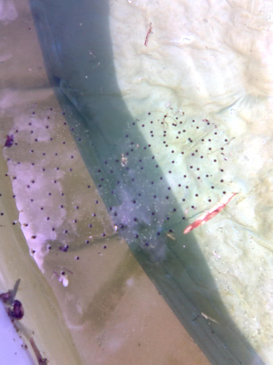 Are these frog eggs?