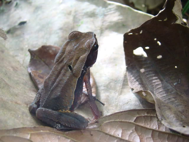 Costa Rican toads